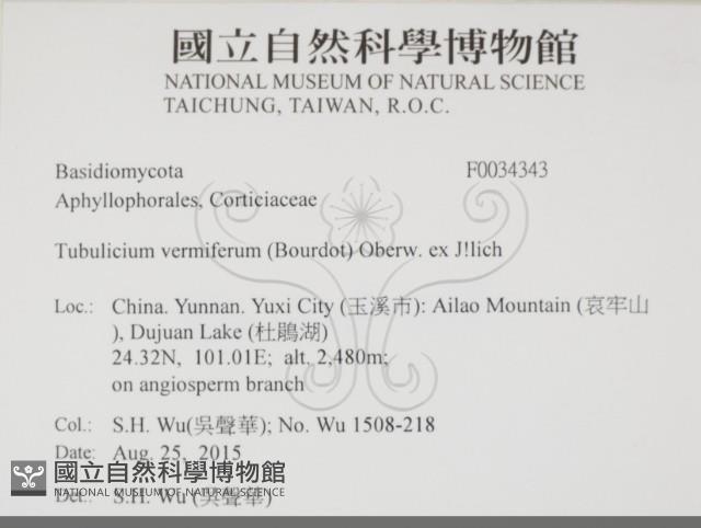 管齒菌屬藏品圖，第2張