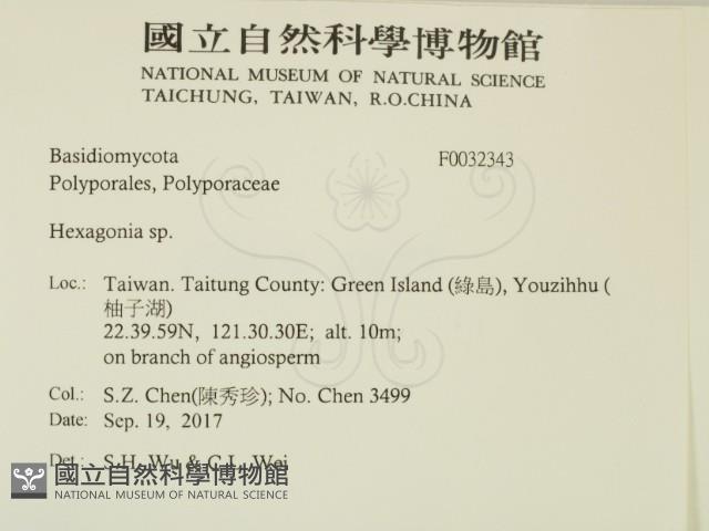 蜂窩菌屬藏品圖，第2張