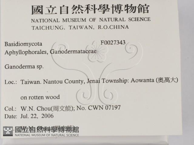 靈芝屬藏品圖，第2張