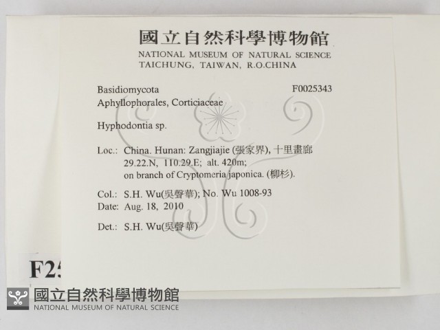 絲齒菌屬藏品圖，第2張