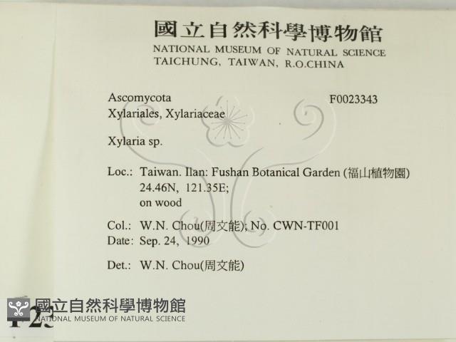 炭角菌屬藏品圖，第2張