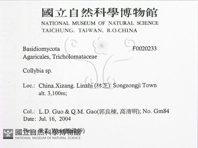 登錄號:F0020233藏品圖，第2張