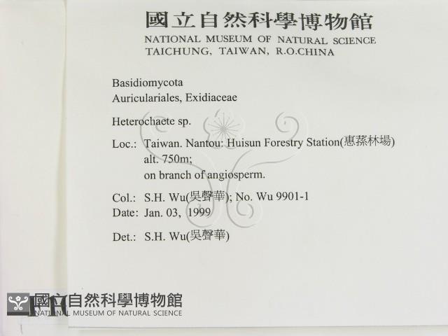 刺皮菌屬藏品圖，第2張