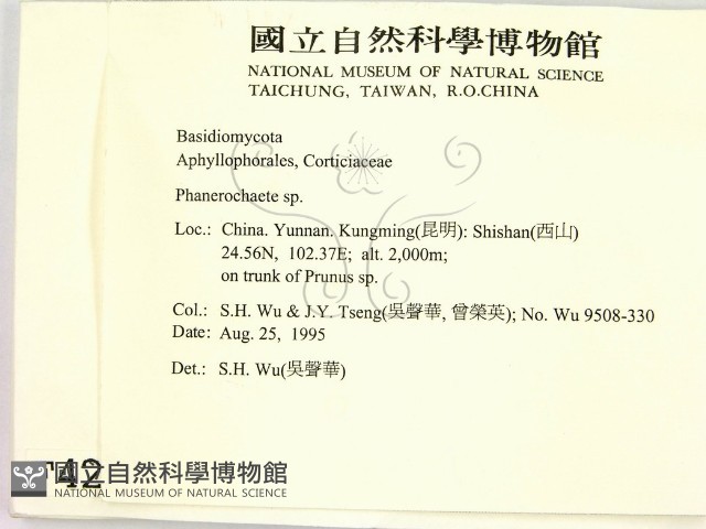 顯絲菌屬藏品圖，第2張