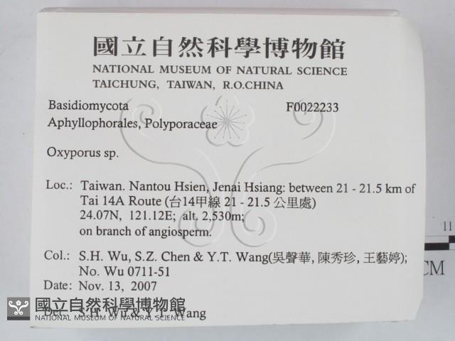 銳孔菌屬藏品圖，第2張