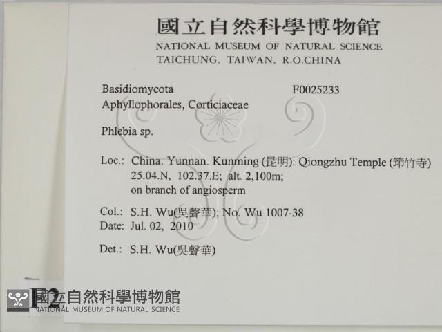 射脈菌屬藏品圖，第2張