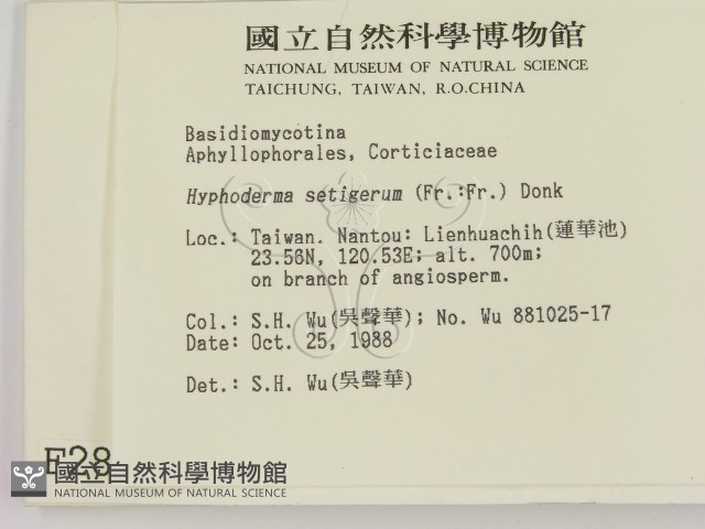 剛毛絲皮菌藏品圖，第2張
