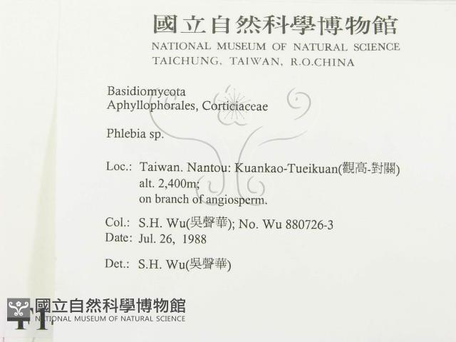 射脈菌屬藏品圖，第2張