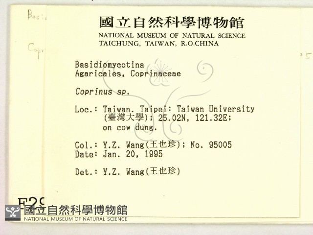 鬼傘屬藏品圖，第2張
