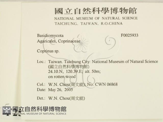 鬼傘屬藏品圖，第2張