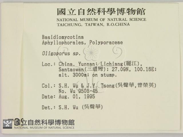 寡孔菌屬藏品圖，第2張