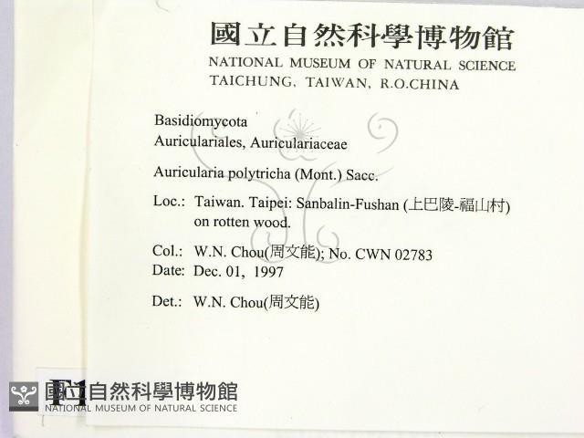 毛木耳藏品圖，第2張