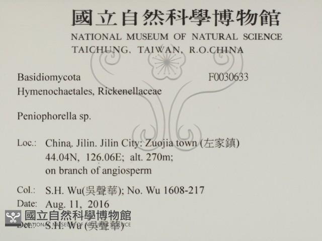 擬筍殼菌屬藏品圖，第2張