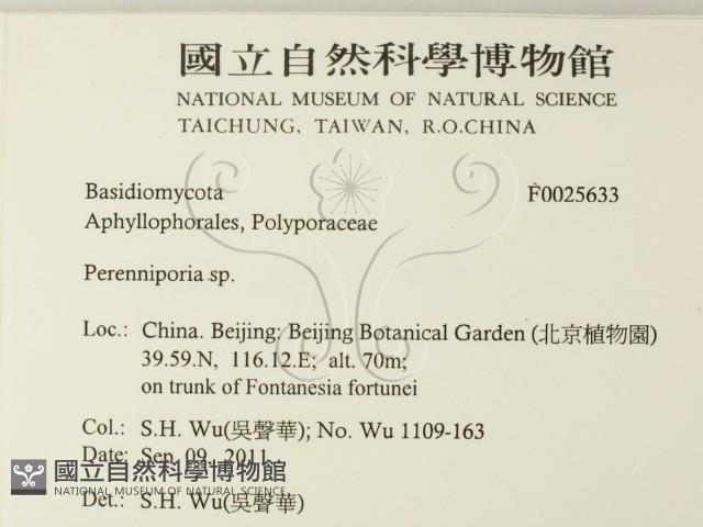 多年臥孔菌屬藏品圖，第2張