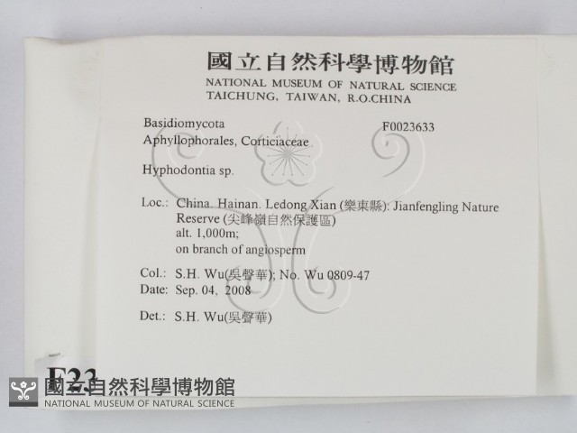 絲齒菌屬藏品圖，第2張