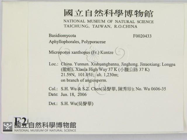 黄柄小孔菌藏品圖，第2張