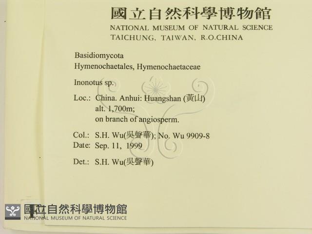 纖孔菌屬藏品圖，第2張