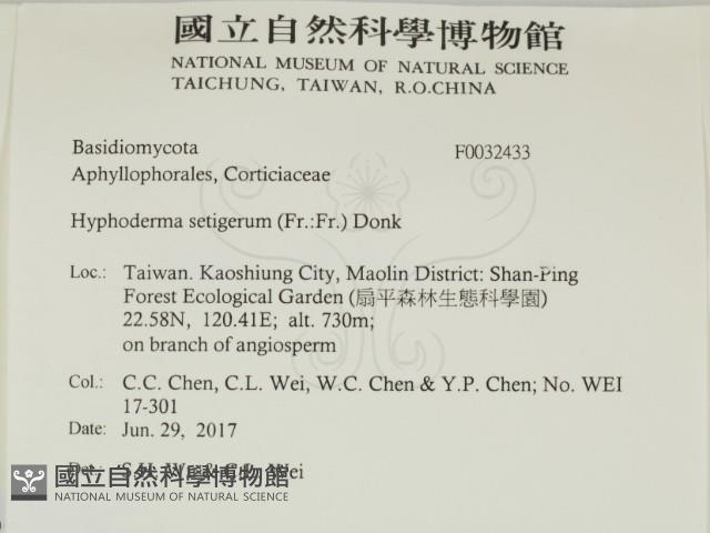 剛毛絲皮菌藏品圖，第2張