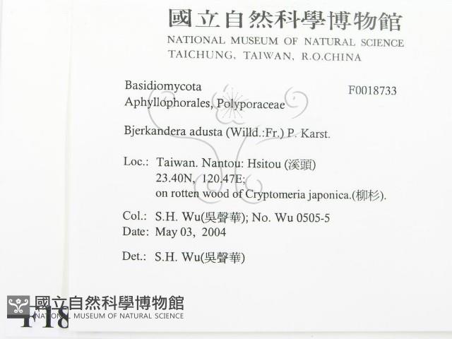 煙管菌藏品圖，第2張
