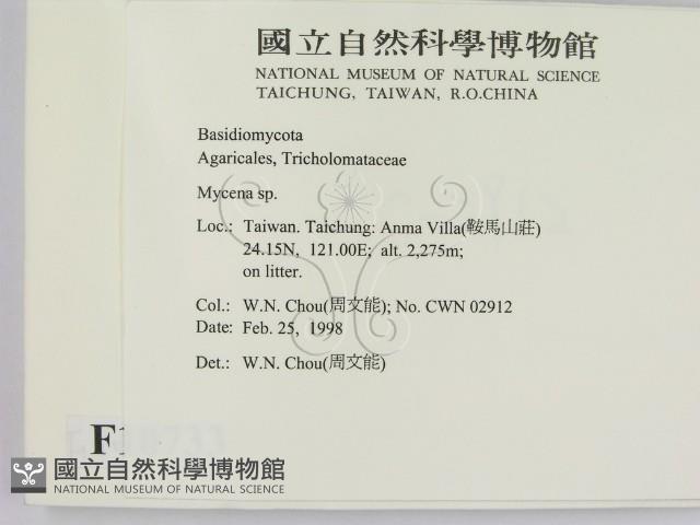 小菇屬藏品圖，第2張