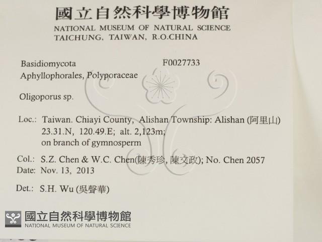 寡孔菌屬藏品圖，第2張
