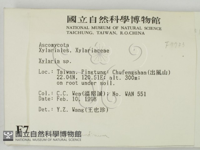 炭角菌屬藏品圖，第2張