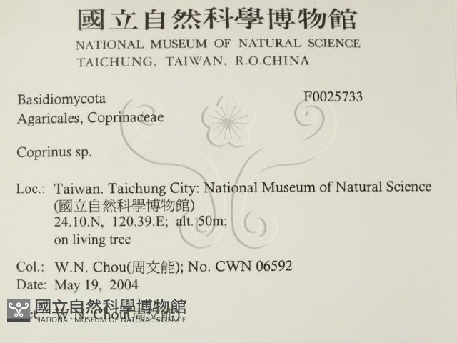 鬼傘屬藏品圖，第2張