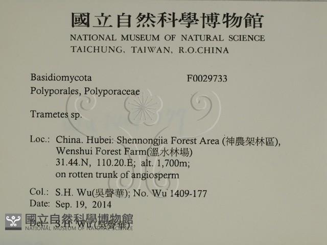 栓菌屬藏品圖，第2張