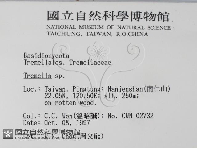 銀耳屬藏品圖，第2張