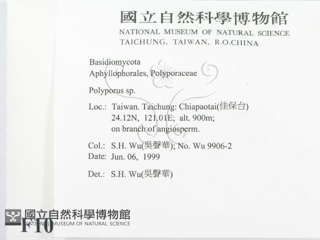 多孔菌屬藏品圖，第2張