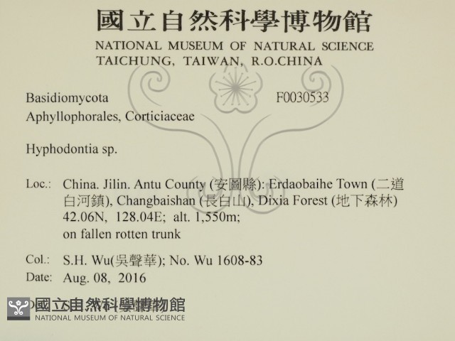 絲齒菌屬藏品圖，第2張