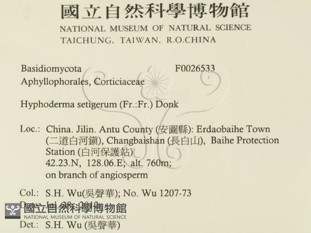 剛毛絲皮菌藏品圖，第2張