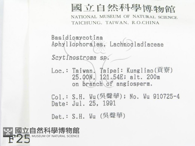 革墊菌屬藏品圖，第2張