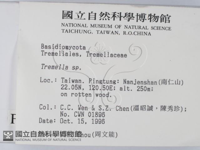 銀耳屬藏品圖，第2張