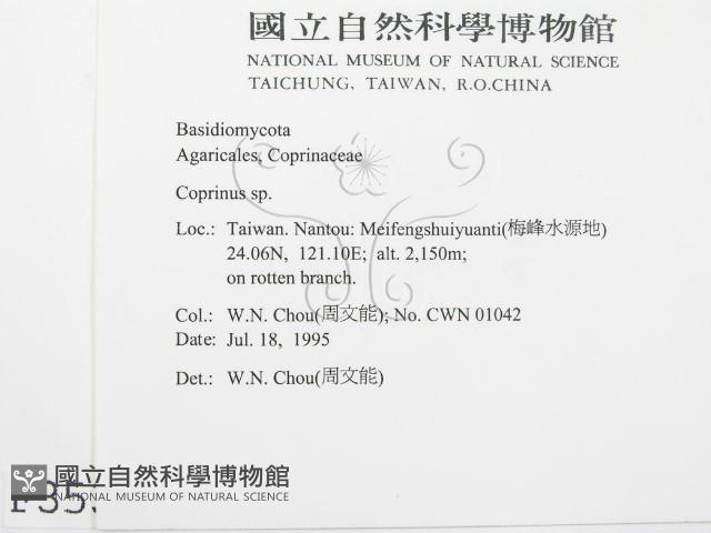 鬼傘屬藏品圖，第2張