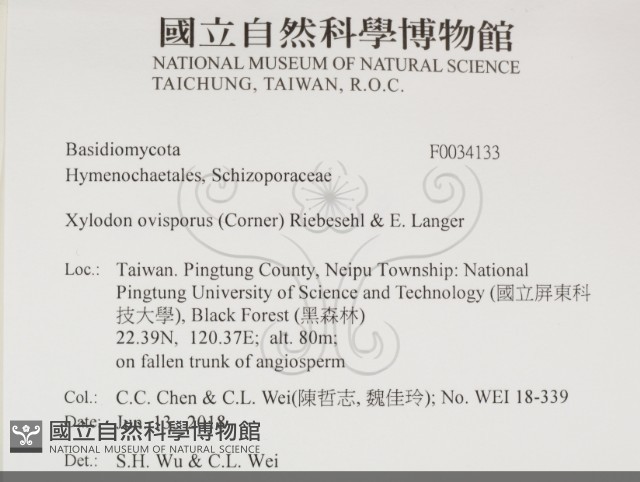 卵孢木齒菌藏品圖，第2張