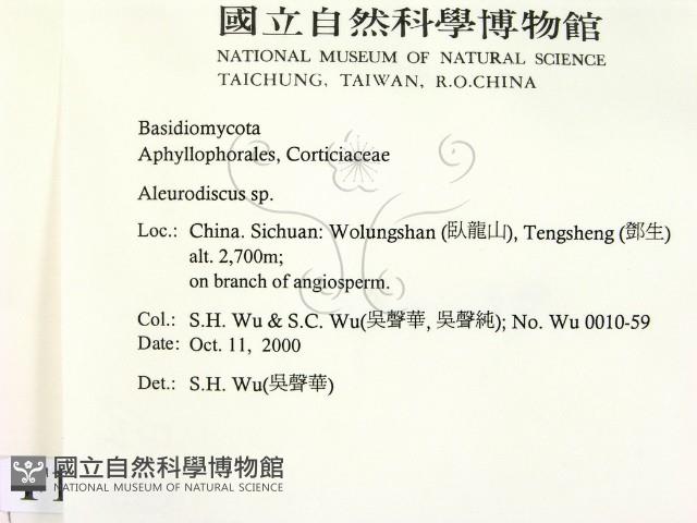 盤革菌屬藏品圖，第2張