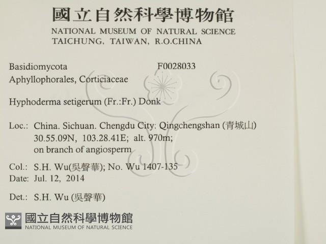 剛毛絲皮菌藏品圖，第2張