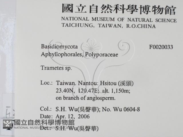 栓菌屬藏品圖，第2張