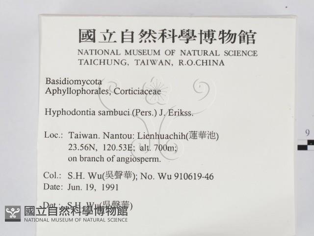 冇骨消絲齒菌藏品圖，第2張