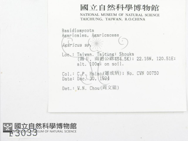 傘菌屬藏品圖，第2張