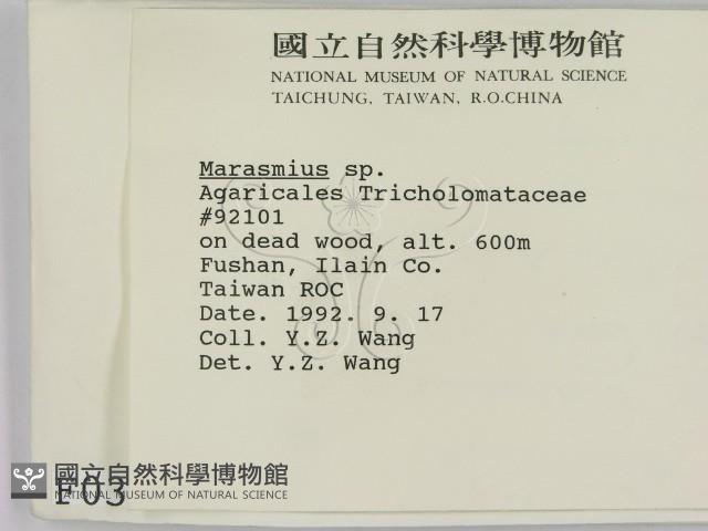 小皮傘屬藏品圖，第2張