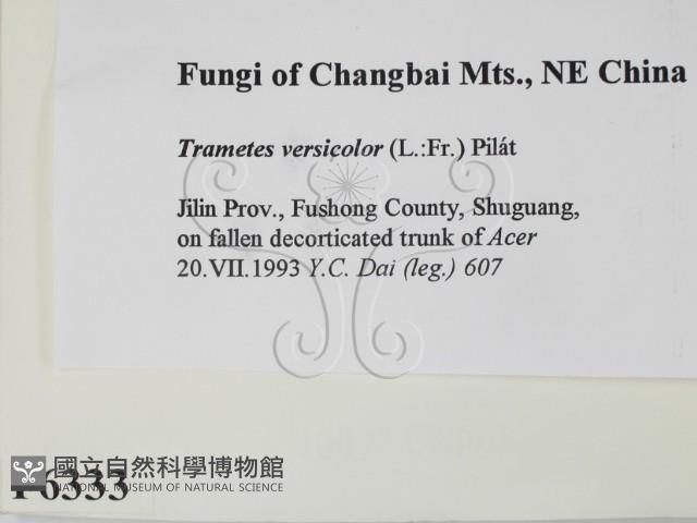 雲芝藏品圖，第2張