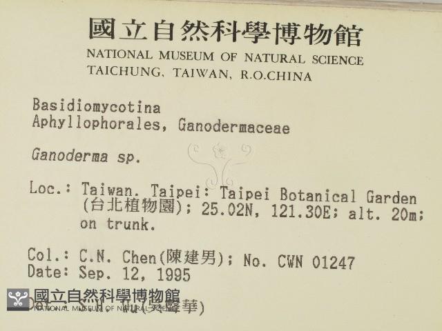 靈芝屬藏品圖，第2張