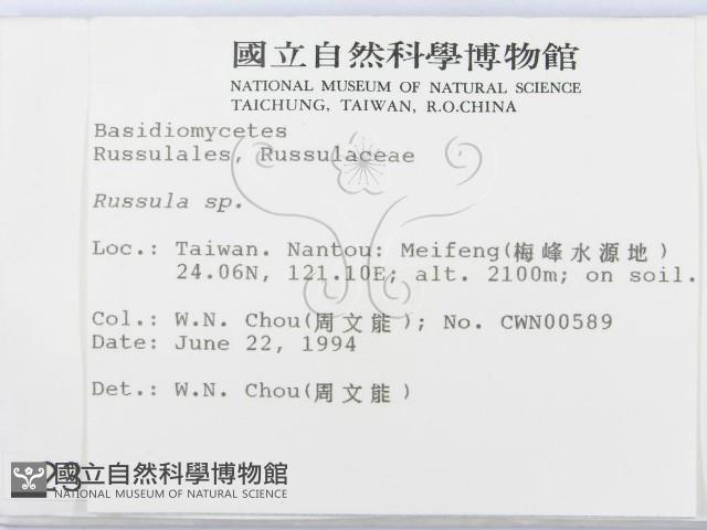 紅菇屬藏品圖，第2張