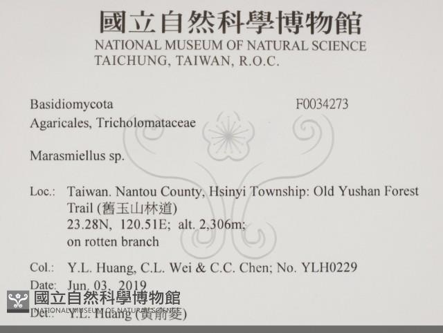 微皮傘屬藏品圖，第2張