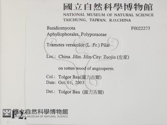 雲芝藏品圖，第2張