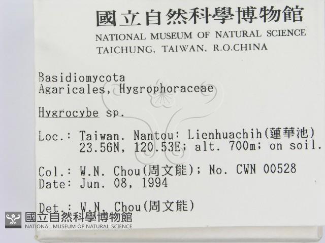 濕傘屬藏品圖，第2張