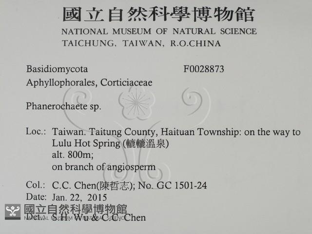 顯絲菌屬藏品圖，第2張
