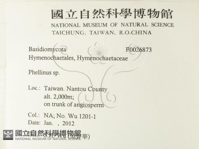木層孔菌屬藏品圖，第2張